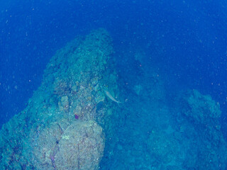 高海水温が続いているのでサンゴの白化現象が起きている。
美しいイソギンチャク畑の可愛いクマノミ（クマノミ亜科）ペア、ミツボシクロスズメダイ（スズメダイ科）他の群れ。
英名学名：
Yellowtail clownfish (Amphiprion clarkii)
Threespot dascyllus (Dascyllus trimaculatus) 
静岡県伊豆半島賀茂郡南伊豆町中木ヒリゾ浜
