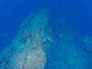 高海水温が続いているのでサンゴの白化現象が起きている。
美しいイソギンチャク畑の可愛いクマノミ（クマノミ亜科）ペア、ミツボシクロスズメダイ（スズメダイ科）他の群れ。
英名学名：
Yellowtail clownfish (Amphiprion clarkii)
Threespot dascyllus (Dascyllus trimaculatus) 
静岡県伊豆半島賀茂郡南伊豆町中木ヒリゾ浜
