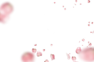 pink roses that are scattered in the air