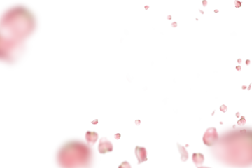 pink roses that are scattered in the air