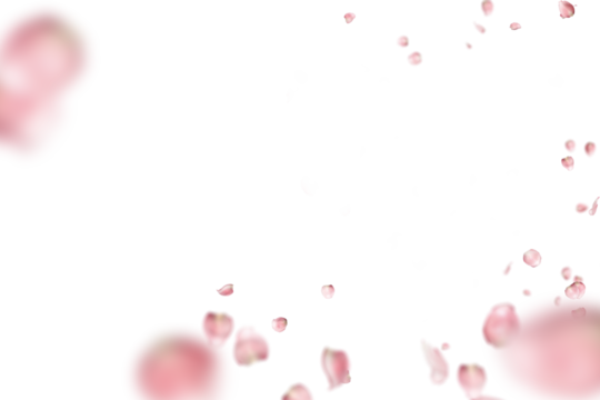 pink roses that are scattered in the air