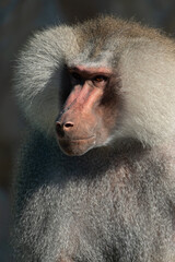 Baboon Portrait Zoo Animal Closeup. A hamadryas baboon stares intensely at the camera, its long, gray fur and prominent snout visible.