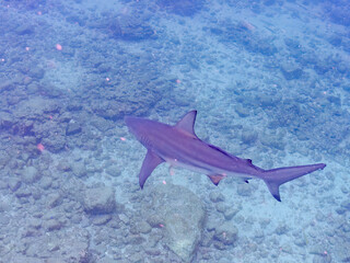大きく美しいカマストガリザメ（メジロザメ科）他。
英名学名：Blacktip...