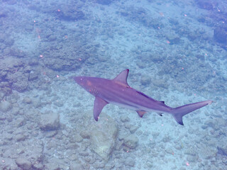 大きく美しいカマストガリザメ（メジロザメ科）他。
英名学名：Blacktip shark, Carcharhinus limbatus
静岡県伊豆半島賀茂郡南伊豆町中木ヒリゾ浜2024年
