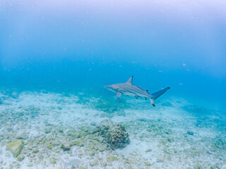 大きく美しいカマストガリザメ（メジロザメ科）他。
英名学名：Blacktip...