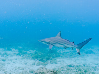 大きく美しいカマストガリザメ（メジロザメ科）他。
英名学名：Blacktip shark, Carcharhinus limbatus
静岡県伊豆半島賀茂郡南伊豆町中木ヒリゾ浜2024年
