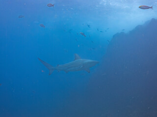 Fototapeta premium 大きく美しいカマストガリザメ（メジロザメ科）他。 英名学名：Blacktip shark, Carcharhinus limbatus 静岡県伊豆半島賀茂郡南伊豆町中木ヒリゾ浜2024年 