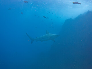 大きく美しいカマストガリザメ（メジロザメ科）他。
英名学名：Blacktip shark, Carcharhinus limbatus
静岡県伊豆半島賀茂郡南伊豆町中木ヒリゾ浜2024年
