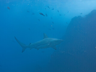 大きく美しいカマストガリザメ（メジロザメ科）他。
英名学名：Blacktip shark, Carcharhinus limbatus
静岡県伊豆半島賀茂郡南伊豆町中木ヒリゾ浜2024年
