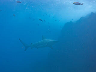 大きく美しいカマストガリザメ（メジロザメ科）他。
英名学名：Blacktip shark, Carcharhinus limbatus
静岡県伊豆半島賀茂郡南伊豆町中木ヒリゾ浜2024年
