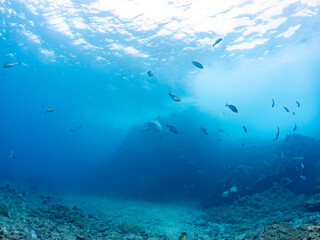 大きく美しいカマストガリザメ（メジロザメ科）他。
英名学名：Blacktip shark, Carcharhinus limbatus
静岡県伊豆半島賀茂郡南伊豆町中木ヒリゾ浜2024年
