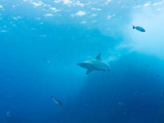 大きく美しいカマストガリザメ（メジロザメ科）他。
英名学名：Blacktip shark, Carcharhinus limbatus
静岡県伊豆半島賀茂郡南伊豆町中木ヒリゾ浜2024年
