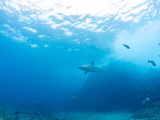 大きく美しいカマストガリザメ（メジロザメ科）他。
英名学名：Blacktip shark, Carcharhinus limbatus
静岡県伊豆半島賀茂郡南伊豆町中木ヒリゾ浜2024年
