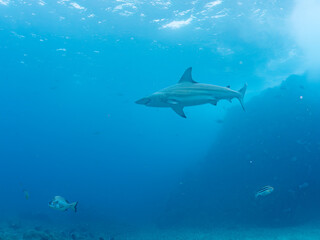 大きく美しいカマストガリザメ（メジロザメ科）他。
英名学名：Blacktip shark, Carcharhinus limbatus
静岡県伊豆半島賀茂郡南伊豆町中木ヒリゾ浜2024年
