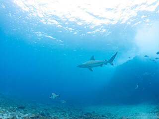 Fototapeta premium 大きく美しいカマストガリザメ（メジロザメ科）他。 英名学名：Blacktip shark, Carcharhinus limbatus 静岡県伊豆半島賀茂郡南伊豆町中木ヒリゾ浜2024年 