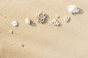 Assorted Seashells and corals on Golden Beach Sand, nature still life from shells and coral pieces arranged on natural beige sandy background, frame with copy space, minimal style, neutral tones