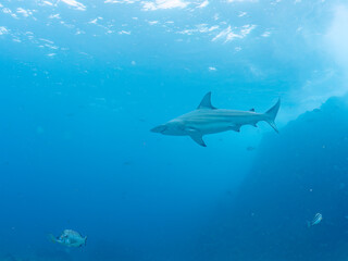 大きく美しいカマストガリザメ（メジロザメ科）他。
英名学名：Blacktip shark, Carcharhinus limbatus
静岡県伊豆半島賀茂郡南伊豆町中木ヒリゾ浜2024年

