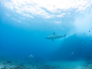 大きく美しいカマストガリザメ（メジロザメ科）他。
英名学名：Blacktip shark, Carcharhinus limbatus
静岡県伊豆半島賀茂郡南伊豆町中木ヒリゾ浜2024年
