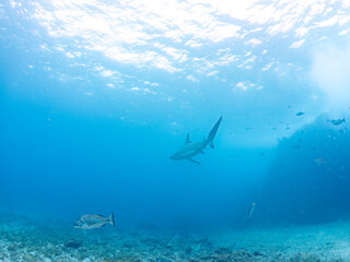 Naklejka premium 大きく美しいカマストガリザメ（メジロザメ科）他。 英名学名：Blacktip shark, Carcharhinus limbatus 静岡県伊豆半島賀茂郡南伊豆町中木ヒリゾ浜2024年 