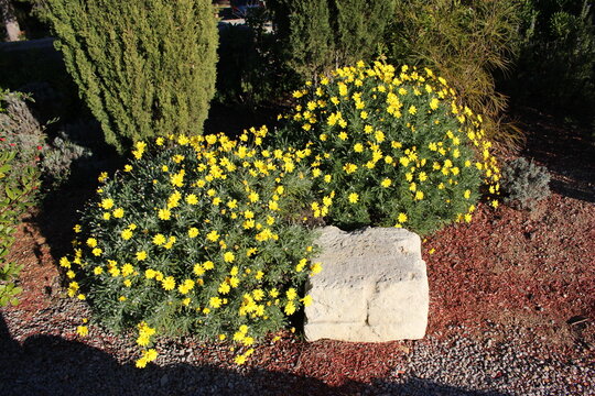 Touffe de fleurs jaunes : euryops pectin&eacute; (Euryops pectinatus)
