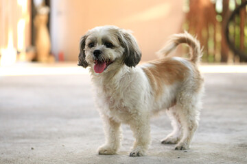 Shih Tzu dog and friend playing and fighting 