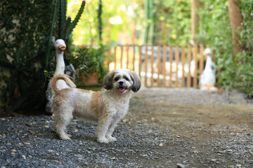 Shih Tzu dog and friend playing and fighting 