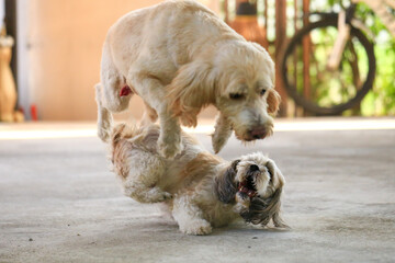 Shih Tzu dog and friend playing and fighting 