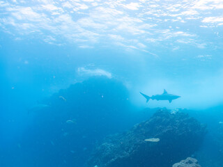 半水面撮影。
大きく美しいカマストガリザメ（メジロザメ科）他。
英名学名：Blacktip shark, Carcharhinus limbatus
静岡県伊豆半島賀茂郡南伊豆町中木ヒリゾ浜2024年
