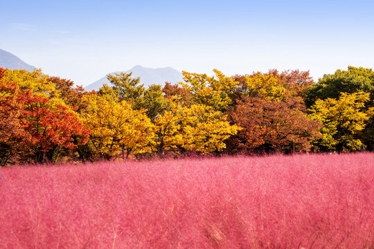 단풍,핑크뮬리,느티나무,미사경정공원,미사리,하남시,경기도