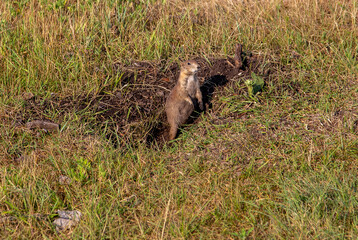 Prairie Dogs in the Field, Black Hills Forest, South Dakota
