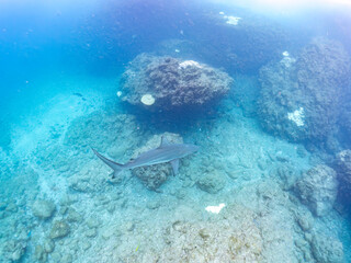 半水面撮影。
大きく美しいカマストガリザメ（メジロザメ科）他。
英名学名：Blacktip shark, Carcharhinus limbatus
静岡県伊豆半島賀茂郡南伊豆町中木ヒリゾ浜2024年
