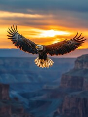 Obraz premium Eagle soaring at sunset over grand canyon nature photography majestic landscape serene environment aerial view