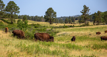 Fototapeta premium Herd of American Buffalo in the Field, Custer State Park, South Dakota