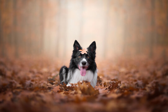 Portrait of a border collie lying in a forest full of leaves.