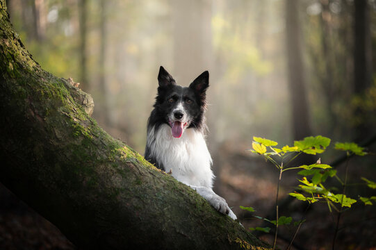 Portrait of a border collie clinging to a log of wood in the forest.