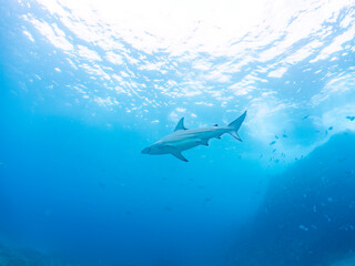 Obraz premium 半水面撮影。 大きく美しいカマストガリザメ（メジロザメ科）他。 英名学名：Blacktip shark, Carcharhinus limbatus 静岡県伊豆半島賀茂郡南伊豆町中木ヒリゾ浜2024年 