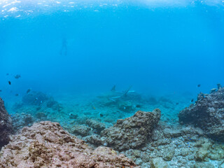 半水面撮影。
大きく美しいカマストガリザメ（メジロザメ科）他。
英名学名：Blacktip shark, Carcharhinus limbatus
静岡県伊豆半島賀茂郡南伊豆町中木ヒリゾ浜2024年
