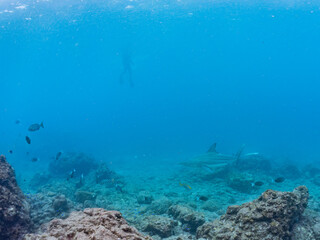 半水面撮影。
大きく美しいカマストガリザメ（メジロザメ科）他。
英名学名：Blacktip shark, Carcharhinus limbatus
静岡県伊豆半島賀茂郡南伊豆町中木ヒリゾ浜2024年
