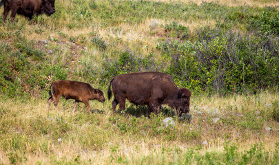 American Buffalo and Calf in the Field, Custer State Park, South Dakota