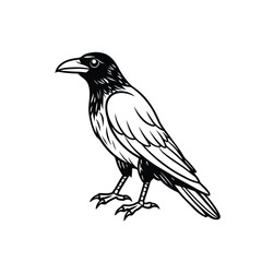 Crow silhouette vector on white background