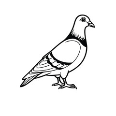 Dove isolated line art vector on white background