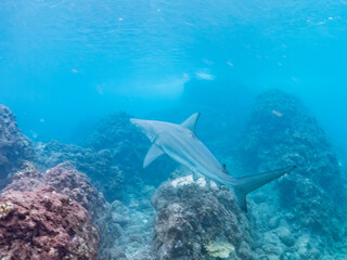 半水面撮影。
大きく美しいカマストガリザメ（メジロザメ科）他。
英名学名：Blacktip shark, Carcharhinus limbatus
静岡県伊豆半島賀茂郡南伊豆町中木ヒリゾ浜2024年
