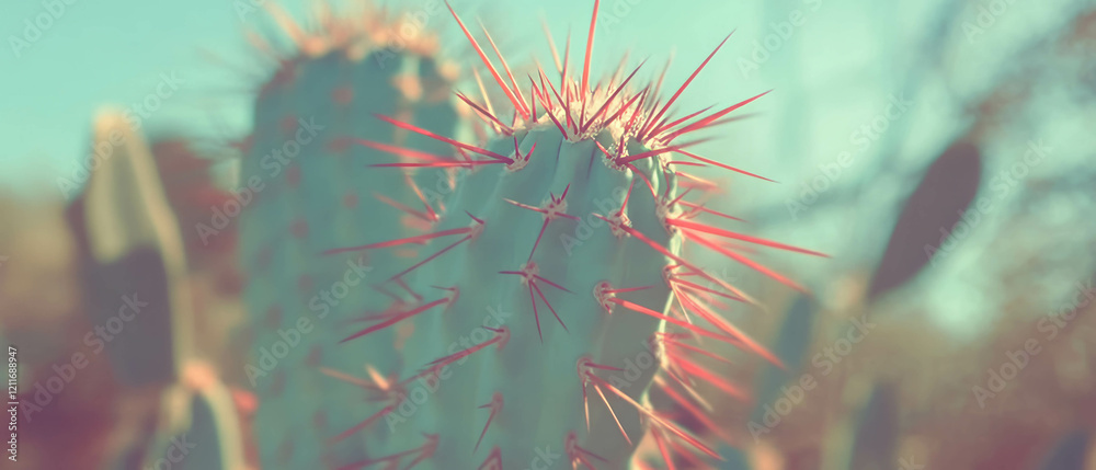 Poster intricate textures of cactus spines showcasing sharp points under sunlight
