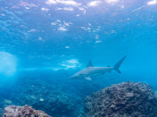 半水面撮影。
大きく美しいカマストガリザメ（メジロザメ科）他。
英名学名：Blacktip shark, Carcharhinus limbatus
静岡県伊豆半島賀茂郡南伊豆町中木ヒリゾ浜2024年
