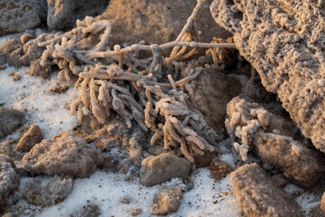 Salt and mineral formations encrust rocks and twigs, creating a textured and natural landscape.