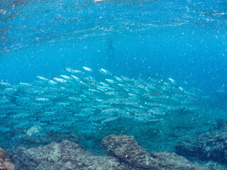 遊泳, スキンダイバー, ダイバー, ボラ, ボラ科, 半水面撮影, ヒリゾ浜, 中木, 南伊豆, 伊豆半島, 静岡県, 海, 水中, 魚, 水, 自然, 動物, 生物, 海中, 深い, 風景, シュノーケリング, スキンダイビング, ビーチ, 色, カラフル, 美しい, 可愛い, 魚群, 水中カメラ, 水中ハウジング, 透明, 波, 岩礁, ソフトコーラル, 海景, 旅行, サンゴ礁, 浜辺, 