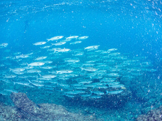 遊泳, スキンダイバー, ダイバー, ボラ, ボラ科, 半水面撮影, ヒリゾ浜, 中木, 南伊豆, 伊豆半島, 静岡県, 海, 水中, 魚, 水, 自然, 動物, 生物, 海中, 深い, 風景, シュノーケリング, スキンダイビング, ビーチ, 色, カラフル, 美しい, 可愛い, 魚群, 水中カメラ, 水中ハウジング, 透明, 波, 岩礁, ソフトコーラル, 海景, 旅行, サンゴ礁, 浜辺, 