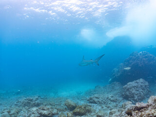 半水面撮影。
大きく美しいカマストガリザメ（メジロザメ科）他。
英名学名：Blacktip shark, Carcharhinus limbatus
静岡県伊豆半島賀茂郡南伊豆町中木ヒリゾ浜2024年
