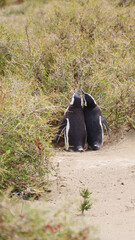 Vertical image of  Two Magellanic Penguins Spheniscus Magellanicus standing in front of tall bushes.