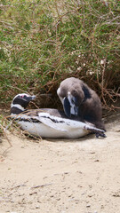 Obraz premium Vertical image of Two Magellanic Penguins Spheniscus magellanicus hiding between tall bushes.